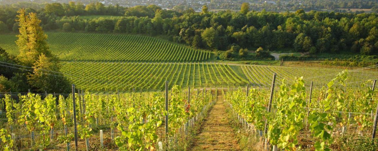 Denbies Vineyard Hotel Dorking Eksteriør bilde